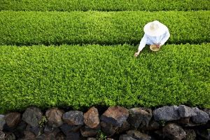 爱茉莉太平洋开设绿茶乳酸菌研究中心，微生物菌群备受化妆品行业关注