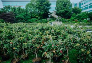三生黄金宝:这1600株小果苗190天后将成为惊喜