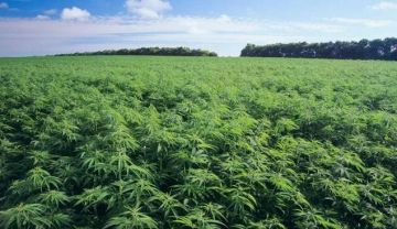 大麻化妆品监管来袭 严监管背后的风险与担忧