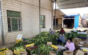 《中国农产品电商产业带报告》：新平台激活农产品电商产业带，“最初一公里”下沉村头