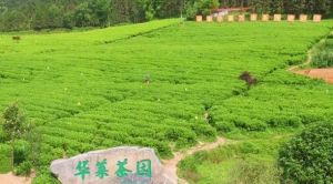 理想华莱安化万亩茶园育好茶
