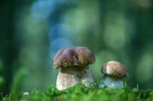 严选菌菇种植基地，春芝堂从源头把控食用菌产品品质