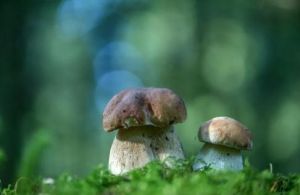 春芝堂食用菌，好产品经得住多方检验