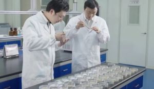 硬核技术 品质“金金”计较 方才造就春芝堂食用菌产品