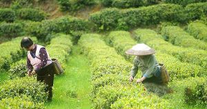 中国茶叶质量安全发展报告发布：茶业亟待多手段加强食安风险防控