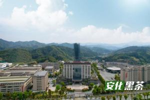 理想华莱｜特级天尖毛茶生产正当时，“春到安化系列大直播”活动完满落幕