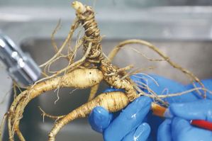 深耕植物干细胞技术 安然抢滩千亿保健市场