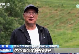 央视聚焦！金天国际雪莲基地繁育技术突破获盛赞