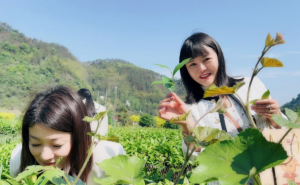 理想华莱  茶养人生</a>