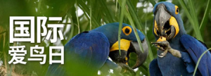 国际爱鸟日：用爱守护“飞羽精灵”