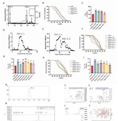 安发活性多糖研究登顶刊 揭黄精多糖抗衰密码