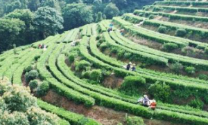 盛夏茶山绿意浓 理想华莱夏茶采收正式启幕
