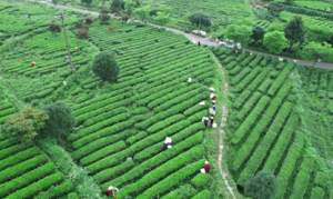 理想华莱抢抓制茶黄金期 释放夏茶独特价值