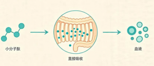 富迪东方肽：小分子肽如何改写营养版图